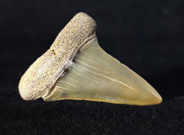 Carcharodon hastalis (AGASSIZ 1838) - Bild © FossNet FossilienStore
